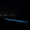 bioluminiscenta 1